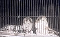 "At Hagenbeck's." Lions and tiger in a cage at the Hagenbeck's Animal attraction on the Pike at the 1904 World's Fair.jpg